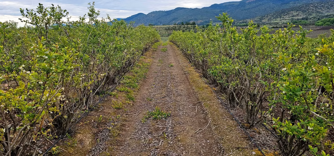 CAMPO CON VIÑEDO, PROPIEDAD AGRÍCOLA EN PENCAHUE, 100 HA