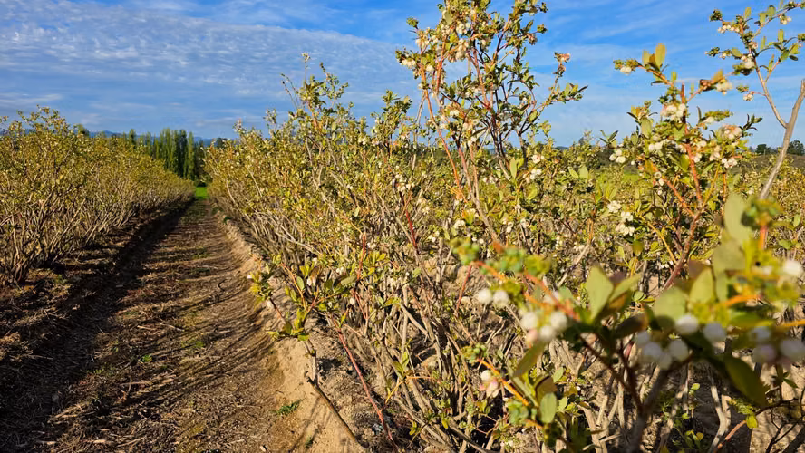 CAMPO CON VIÑEDO, PROPIEDAD AGRÍCOLA EN PENCAHUE, 100 HA