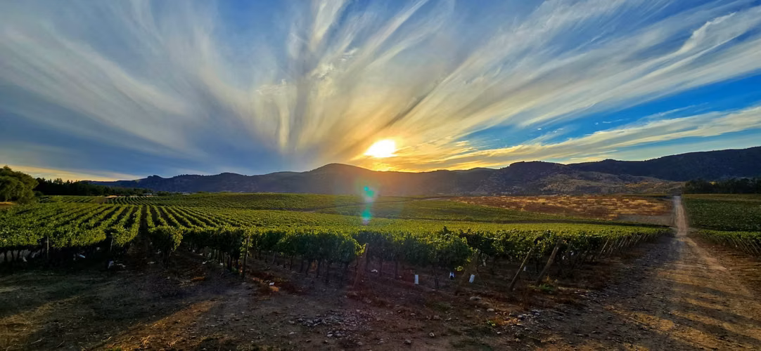 CAMPO CON VIÑEDO, PROPIEDAD AGRÍCOLA EN PENCAHUE, 100 HA