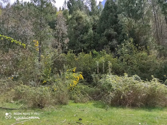 Mulchen  ¡HERMOSA PARCELA DE 3.2 HECTÁREAS A SOLO 30 KM DE MULCHÉN!