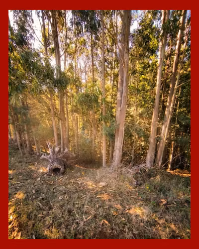 Parcela 5.000 m² Rol Propio | El Fiscal, Carahue | $19.000.000