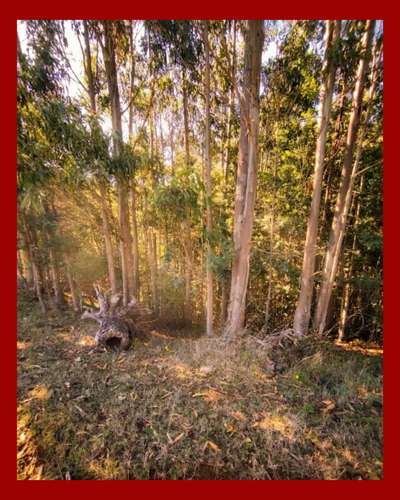 Parcela 5.000 m² Rol Propio | El Fiscal, Carahue | $19.000.000