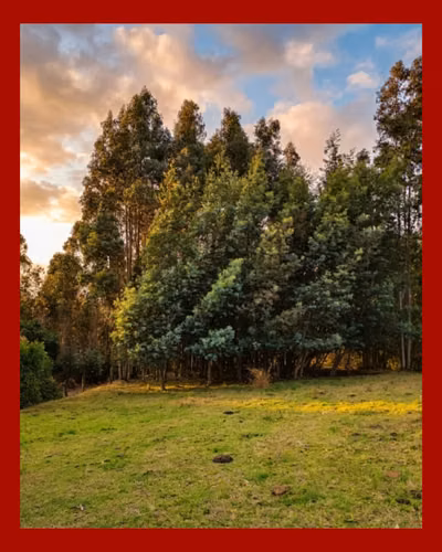 Parcela 5.000 m² Rol Propio | El Fiscal, Carahue | $19.000.000
