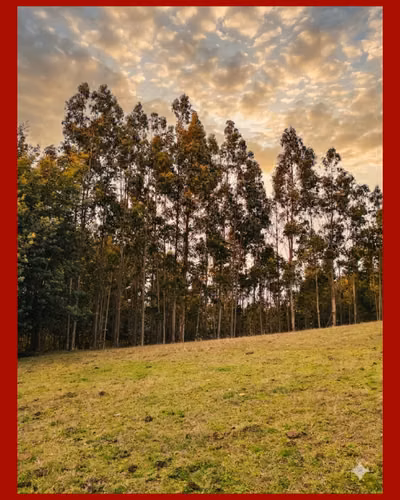 Parcela 5.000 m² Rol Propio | El Fiscal, Carahue | $19.000.000