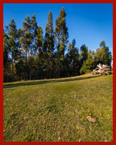 Parcela 5.000 m² Rol Propio | El Fiscal, Carahue | $19.000.000