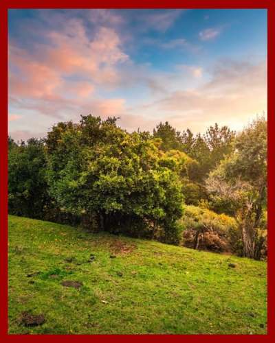 Parcela 5.000 m² Rol Propio | El Fiscal, Carahue | $19.000.000