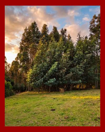 Parcela 5.000 m² Rol Propio | El Fiscal, Carahue | $19.000.000