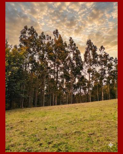 Parcela 5.000 m² Rol Propio | El Fiscal, Carahue | $19.000.000