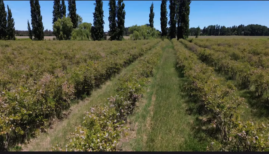 PRODUCTIVO CAMPO AGRICOLA