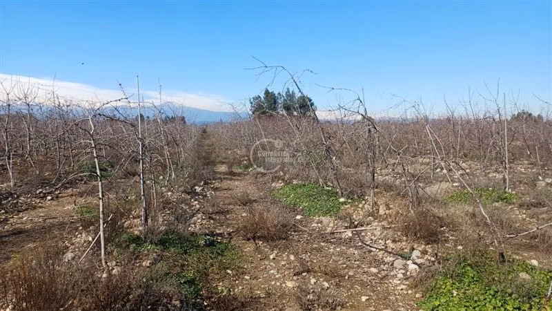 Agrícola en venta en Chimbarongo