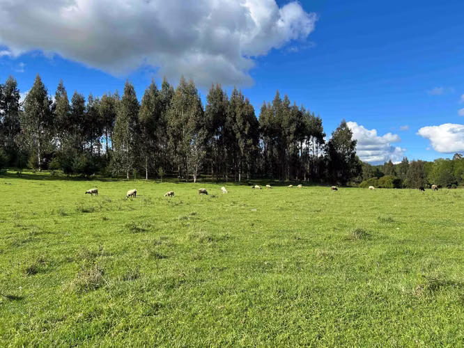 Parcelas con Río y Laguna a 25min Villarrica (179606) - Imagen 16