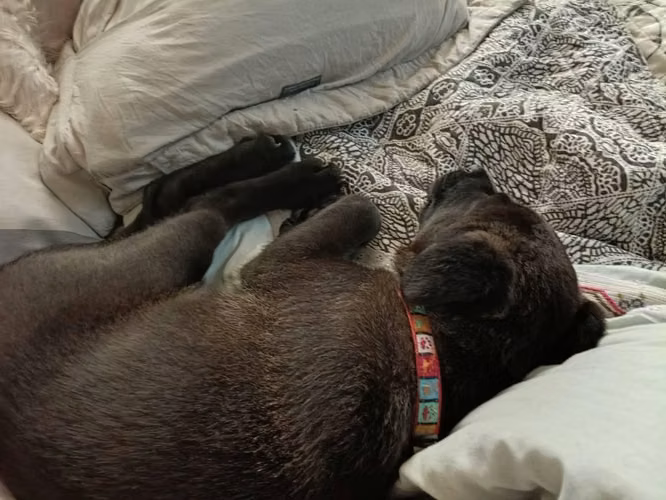 Se da en adopción perrita