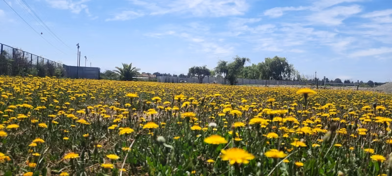 Se vende lote con Rol, sector los Leones frente a Unifrutti,