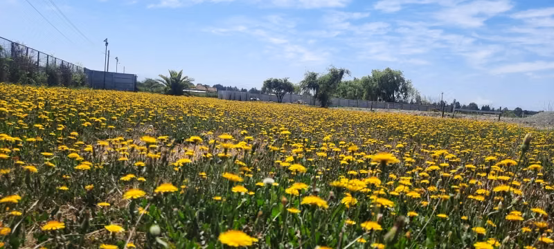 Se vende lote con Rol, sector los Leones frente a Unifrutti,
