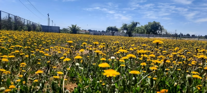 Se vende lote con Rol, sector los Leones frente a Unifrutti,