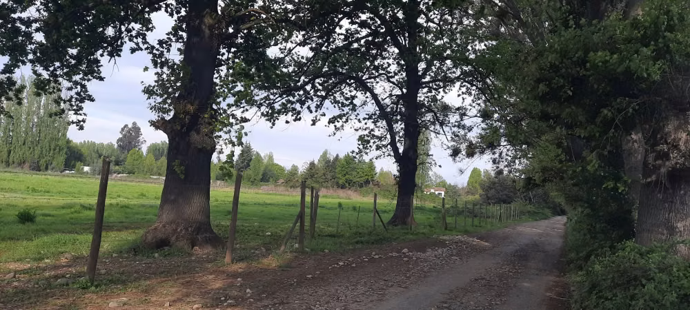 SE VENDE LOTE DE 5.000 EN CAM. A PANIMAVIDA KM 1 LINARES