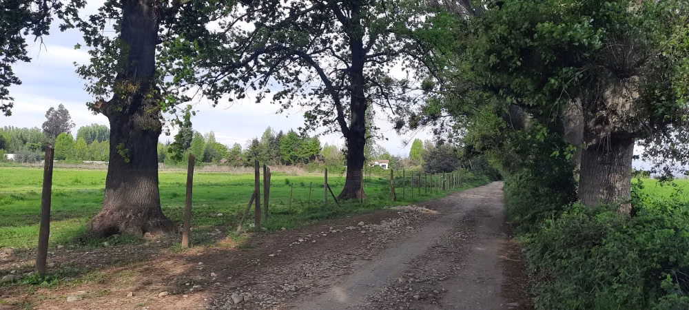 SE VENDE LOTE DE 5.000 EN CAM. A PANIMAVIDA KM 1 LINARES