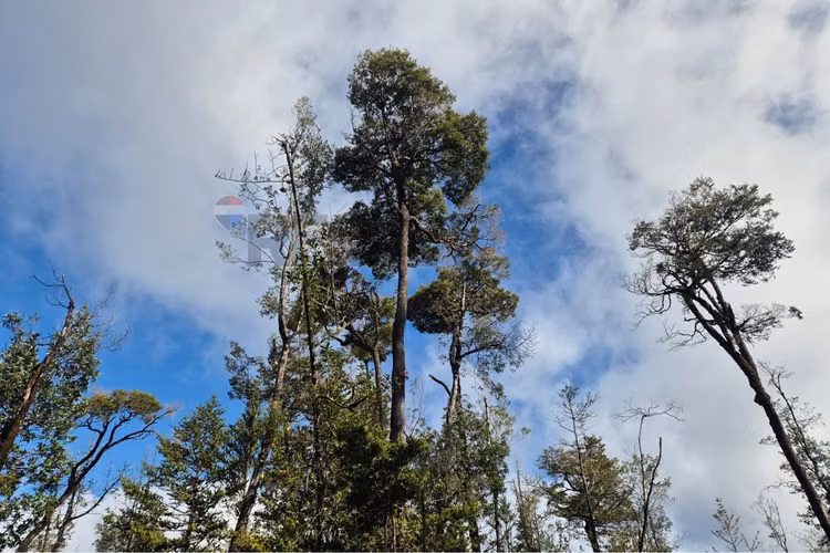 Lote de 3 parcelas , molulco-natri, chiloe