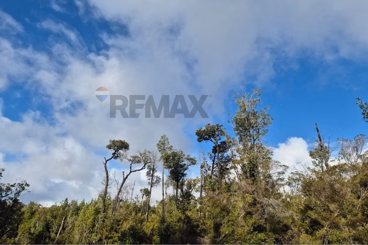 Lote de 3 parcelas , molulco-natri, chiloe