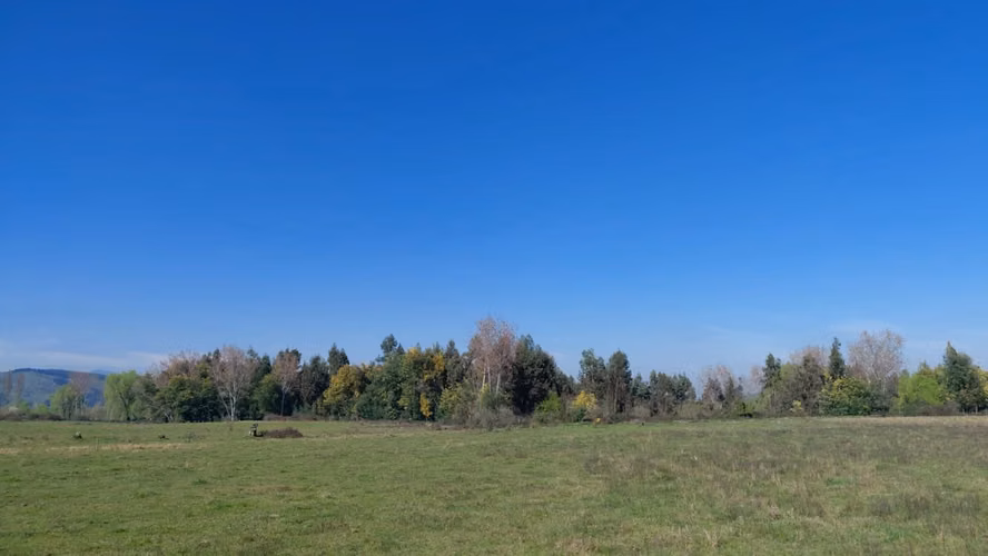 CAMPO AGRÍCOLA EN VENTA, PROPIEDAD AGRÍCOLA DE 20 HA PELARCO