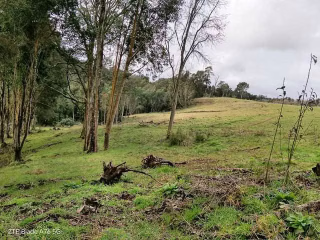 CAMPO SECTOR LAS QUEMAS (179726)