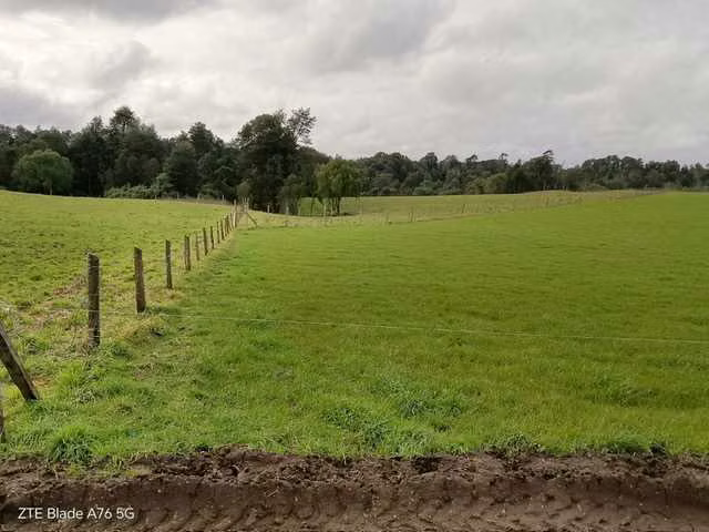 CAMPO SECTOR LAS QUEMAS (179726)