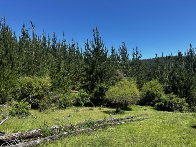 28 hás forestales Curepto, bosque pino y estero