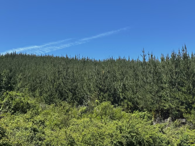 28 hás forestales Curepto, bosque pino y estero - Imagen 6