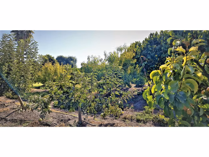 Venta de parcela de 5.000 m2., en venta en San Isidro, Quillota. Árboles  en producción. 3.139 UF