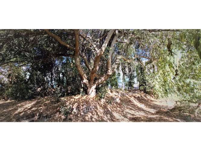 Venta de parcela de 5.000 m2., en venta en San Isidro, Quillota. Árboles  en producción. 3.139 UF
