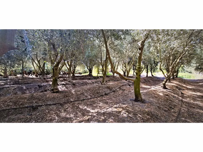 Venta de parcela de 5.000 m2., en venta en San Isidro, Quillota. Árboles  en producción. 3.139 UF