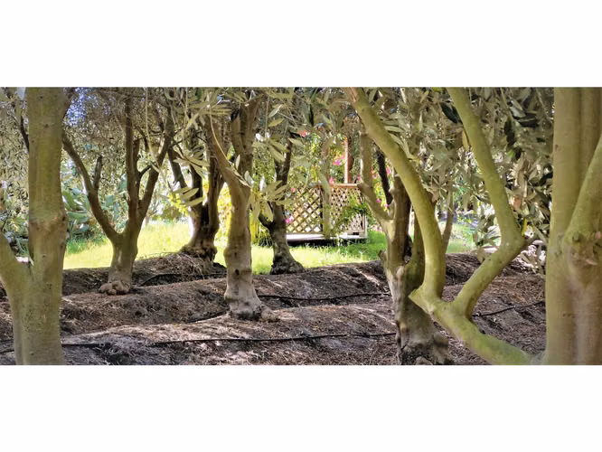 Venta de parcela de 5.000 m2., en venta en San Isidro, Quillota. Árboles  en producción. 3.139 UF