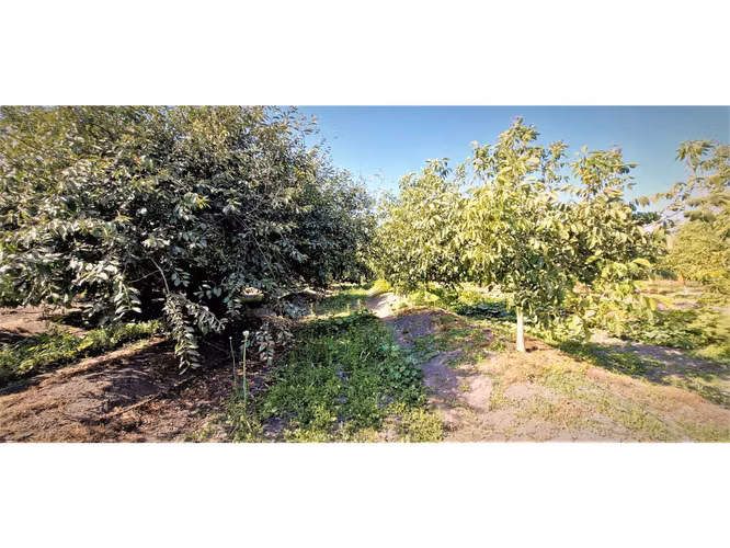 Venta de parcela de 5.000 m2., en venta en San Isidro, Quillota. Árboles  en producción. 3.139 UF