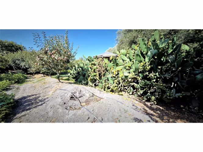 Venta de parcela de 5.000 m2., en venta en San Isidro, Quillota. Árboles  en producción. 3.139 UF