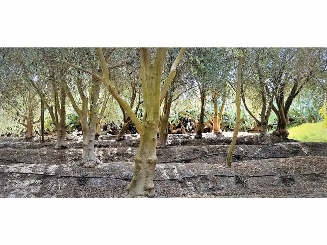Venta de parcela de 5.000 m2., en venta en San Isidro, Quillota. Árboles  en producción. 3.139 UF