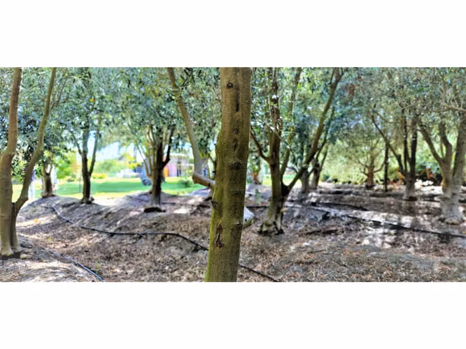 Venta de parcela de 5.000 m2., en venta en San Isidro, Quillota. Árboles  en producción. 3.139 UF