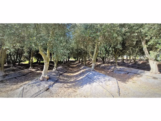 Venta de parcela de 5.000 m2., en venta en San Isidro, Quillota. Árboles  en producción. 3.139 UF