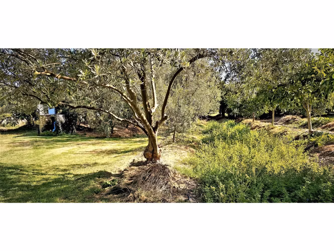 Venta de parcela de 5.000 m2., en venta en San Isidro, Quillota. Árboles  en producción. 3.139 UF