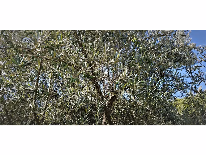 Venta de parcela de 5.000 m2., en venta en San Isidro, Quillota. Árboles  en producción. 3.139 UF