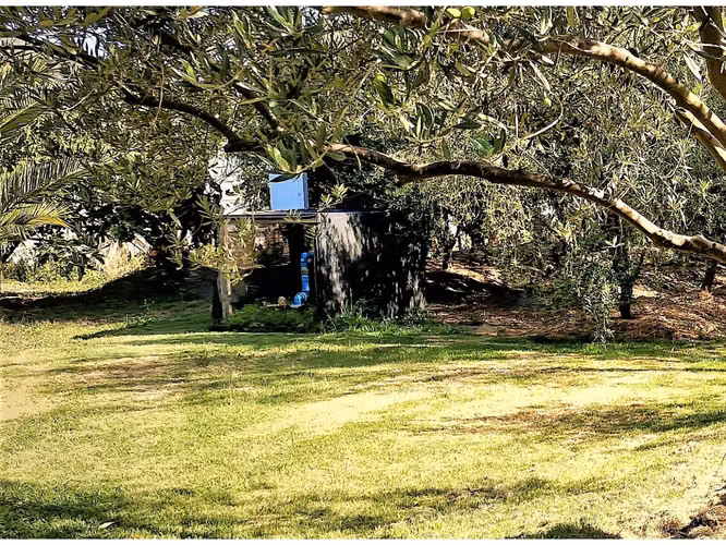 Venta de parcela de 5.000 m2., en venta en San Isidro, Quillota. Árboles  en producción. 3.139 UF