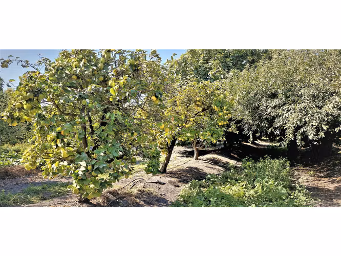Venta de parcela de 5.000 m2., en venta en San Isidro, Quillota. Árboles  en producción. 3.139 UF