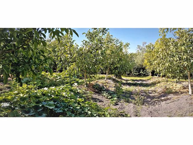 Venta de parcela de 5.000 m2., en venta en San Isidro, Quillota. Árboles  en producción. 3.139 UF