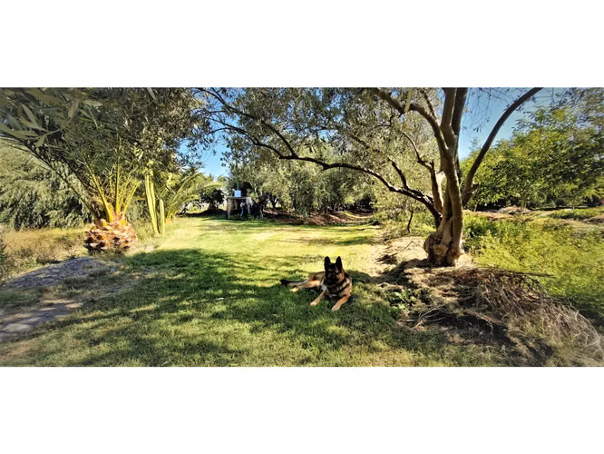Venta de parcela de 5.000 m2., en venta en San Isidro, Quillota. Árboles  en producción. 3.139 UF
