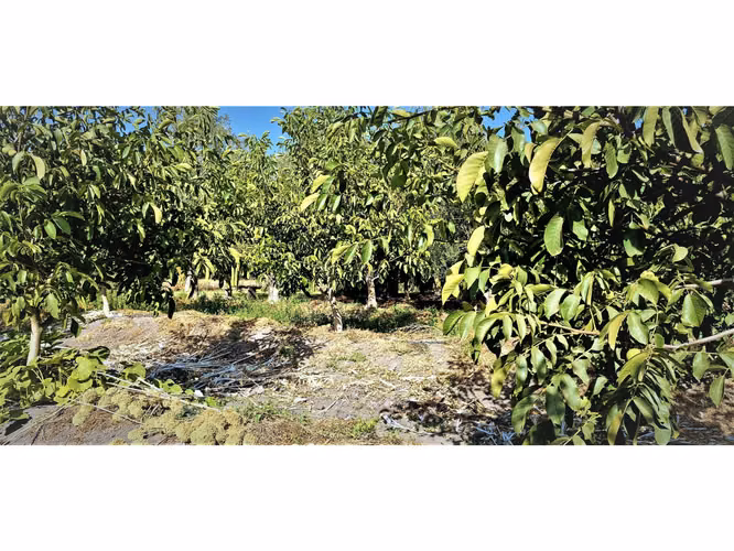 Venta de parcela de 5.000 m2., en venta en San Isidro, Quillota. Árboles  en producción. 3.139 UF
