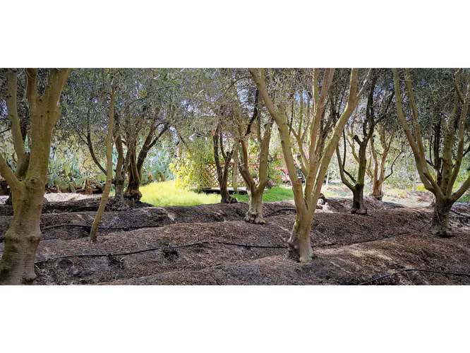 Venta de parcela de 5.000 m2., en venta en San Isidro, Quillota. Árboles  en producción. 3.139 UF