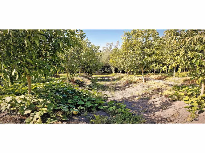 Venta de parcela de 5.000 m2., en venta en San Isidro, Quillota. Árboles  en producción. 3.139 UF
