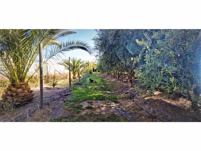 Venta de parcela de 5.000 m2., en venta en San Isidro, Quillota. Árboles  en producción. 3.139 UF