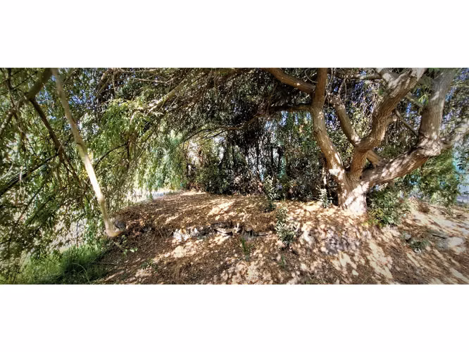 Venta de parcela de 5.000 m2., en venta en San Isidro, Quillota. Árboles  en producción. 3.139 UF