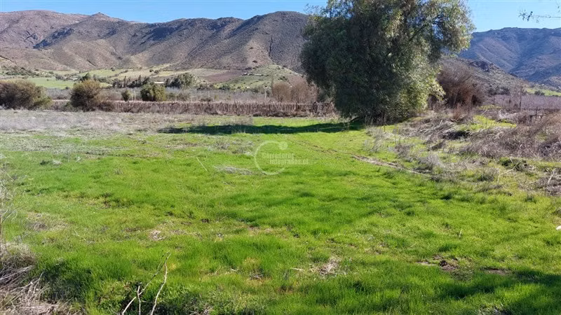 Agrícola en venta en Rinconada - Imagen 3