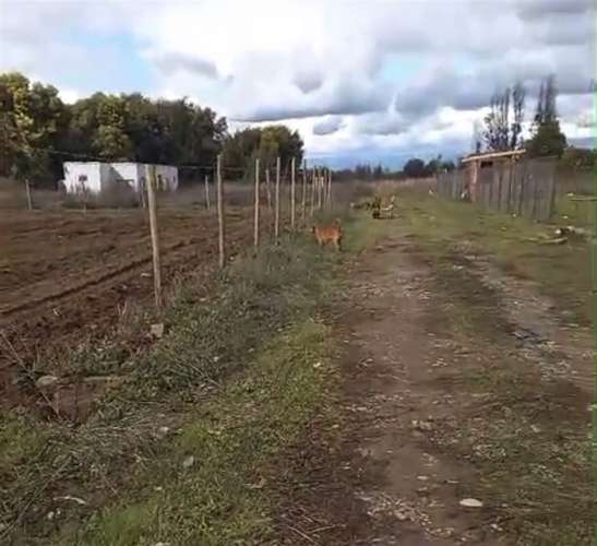 Oportunidad Parcela en venta en Pelarco - Imagen 11